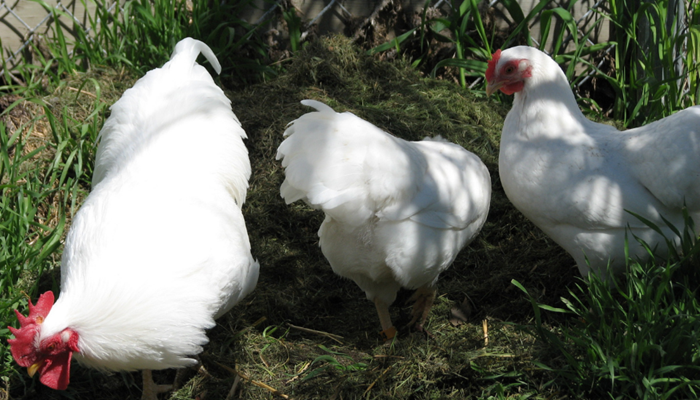 Should I be Worried About Bird Flu?