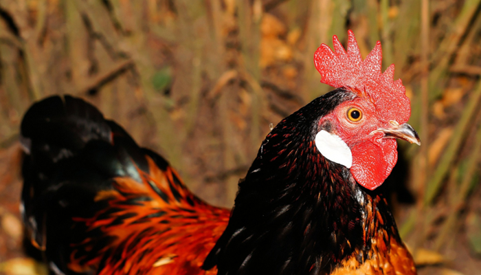 High Path Avian Influenza Update – What’s next?