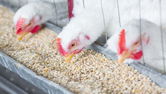 Cracking the Dilemma of Raising Backyard Chickens