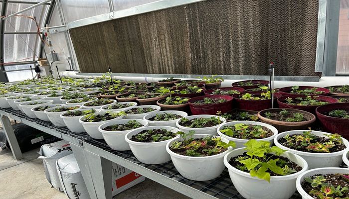 Students Learn In’s and Out’s of Business at Fremont High School Greenhouse Sale
