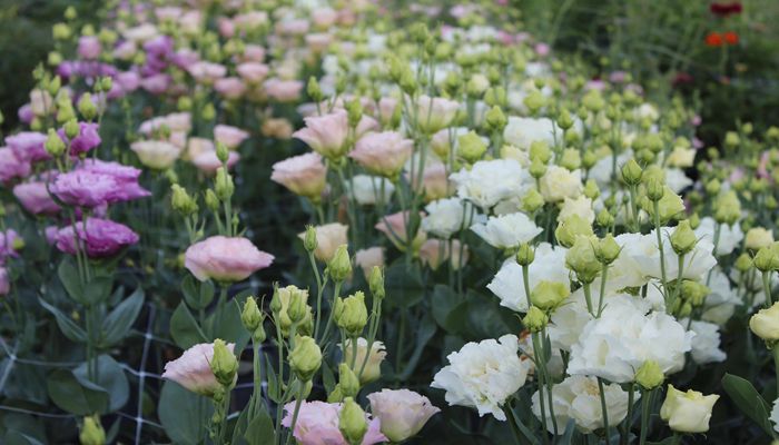 Utah Flower Farming in Full Bloom