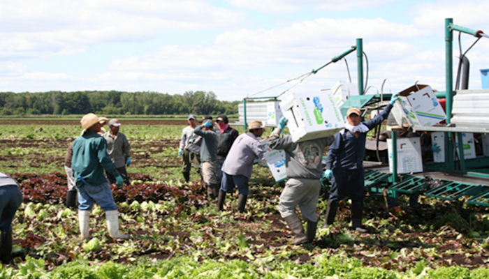 Labor Visa Backlogs Threaten 2016 Crops, Farm Bureau Calls for Action