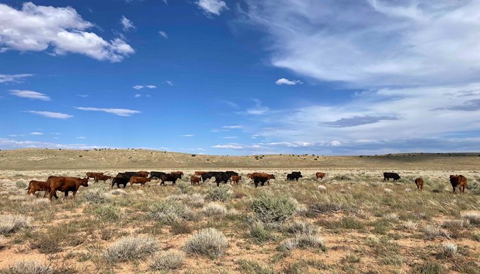 Utah Farm Bureau Statement Regarding National Monument Creation in Arizona Strip