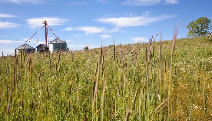 Artificial Intelligence: A Sustainable Approach to Today’s Farming