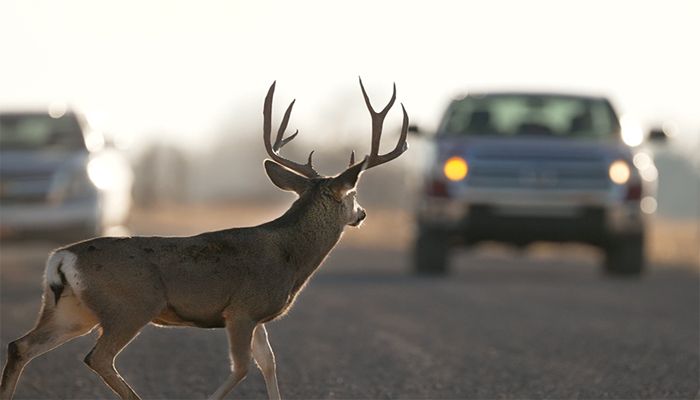 Highest number of deer/vehicle collisions in Utah occur during November; DWR offers safety tips