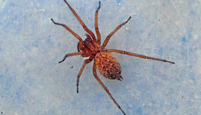 Wolf Spider Identification, Habits & Behavior