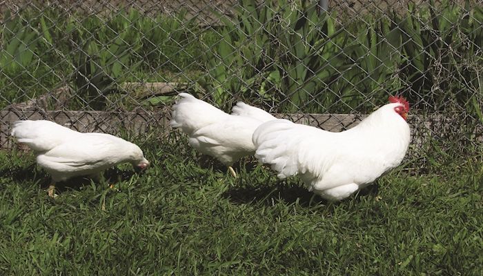 Where Do Eggs Come From?
