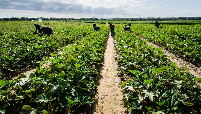 Farmers and Ranchers Will Pay More for H-2A Labor in 2024