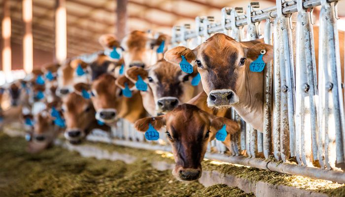 Got Real Milk? The Need for Accuracy in the Dairy Case
