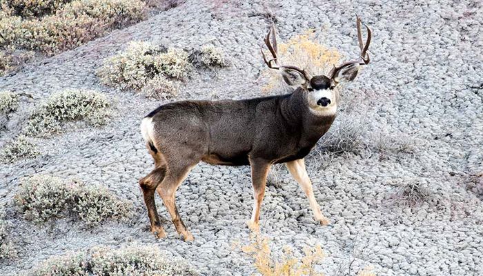 Division of Wildlife Approves Changes to CWMU and LOA permits supported by Utah Farm Bureau