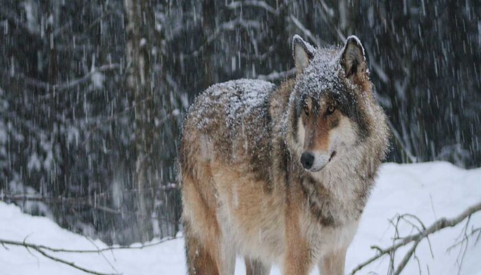 UDAF Answers Questions About Wolf Reintroduction