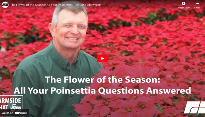 The Flower of the Season: All Your Poinsettia Questions Answered