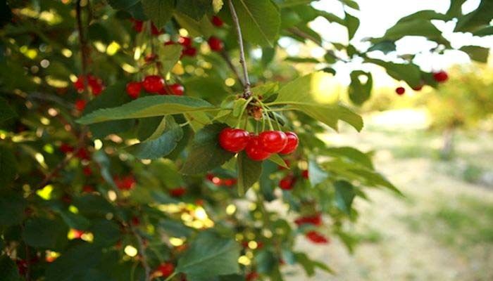 Utah Department of Agriculture and Food Launches $3 Million Resilient Food Systems Infrastructure Grant Program