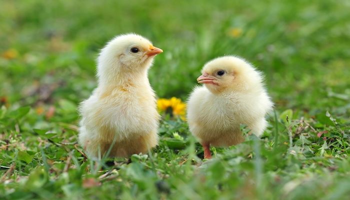 Home-grown eggs are great, but do it right!