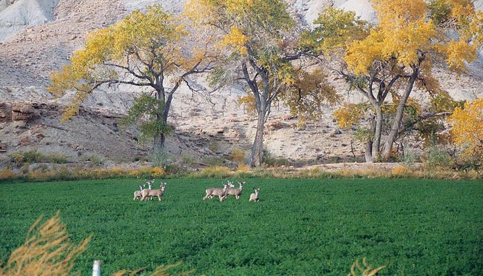 Help decide how wildlife is managed in Utah by applying to be on a Regional Advisory Council