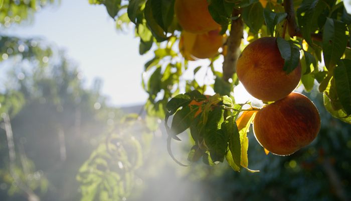 UDAF Seeking Specialty Crop Block Grant Proposals