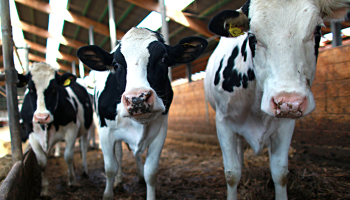UDAF Issues Restrictions on Dairy Cattle Importation Due to Emerging Cattle Disease