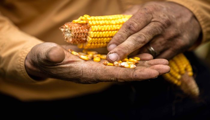 Summertime E15 Sales Could Provide Price Relief, Farm Groups Say