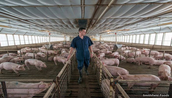 Smart Farms and Precision Technology – A New Age for Pork Farming