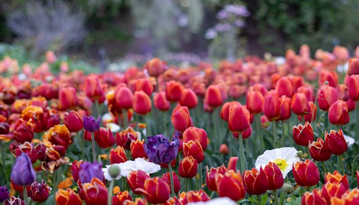 Tulips, Tulips Everywhere