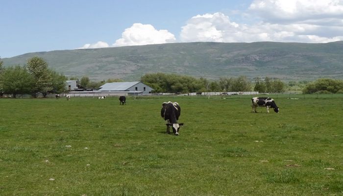 USDA to Measure Milk Production