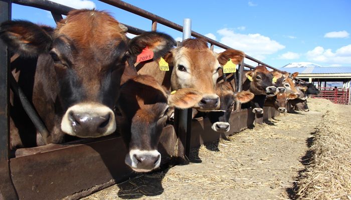 BUILDing the Future of Dairy: USU, Dairy West Create New Generation of Innovators