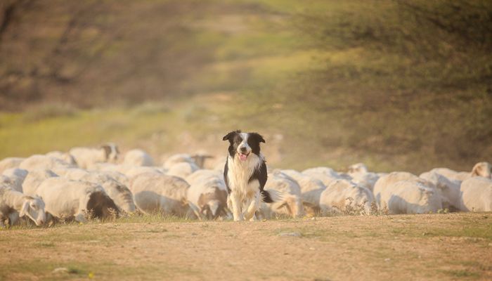 Calling All Farm Dogs