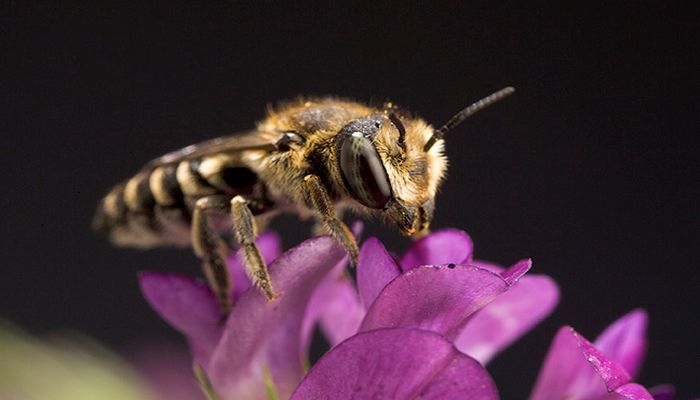 The Buzz Around Pollinators