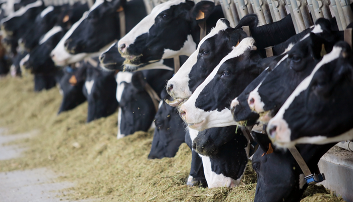 USDA to Begin Accepting Applications for Emergency Livestock Assistance Program to Help Dairy farmers Offset Milk Loss Due to H5N1