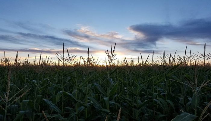 It’s Time to ‘Go for a Ride’ to Look at Crops