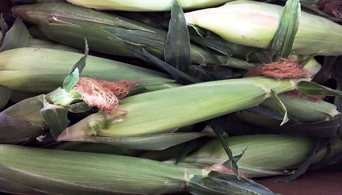 Ask an Expert: How Does Your Garden Grow? Tips for July