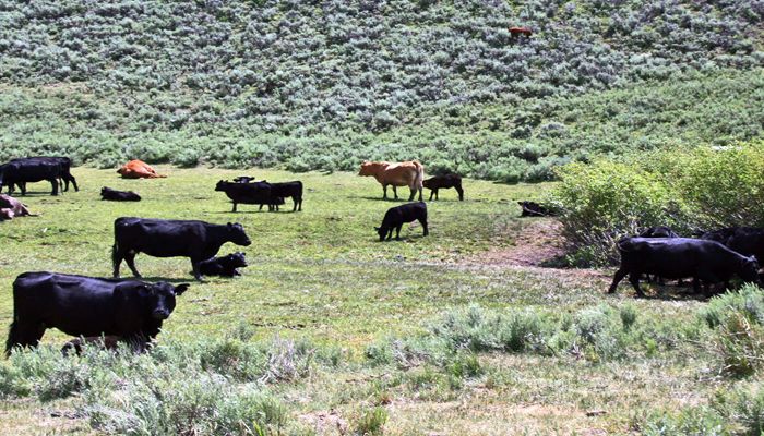 Farm Bureau Provides Further Perspective Into Why Lawsuit for Public Lands Rule Was Filed
