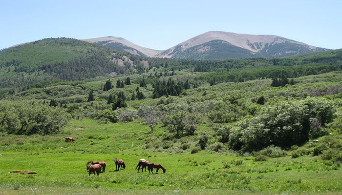 Rep. Curtis Introduces Outcome-Based Grazing Bill to Cultivate Grazing on Federal Lands
