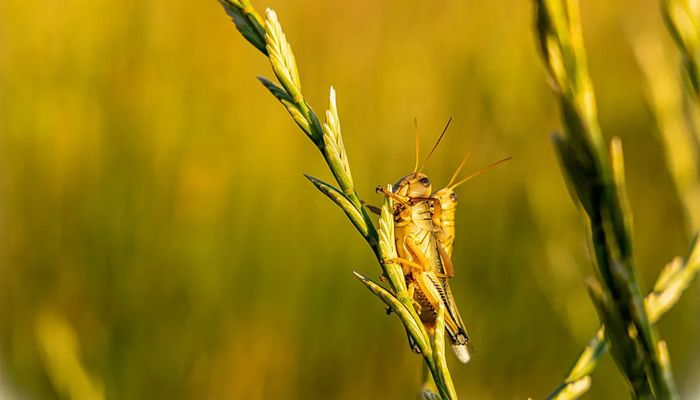 Voracious Grasshoppers Threaten Western Rangeland and Crops
