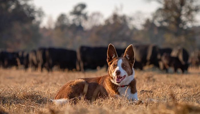 Leveraging Farm Dog Fame for a Good Cause