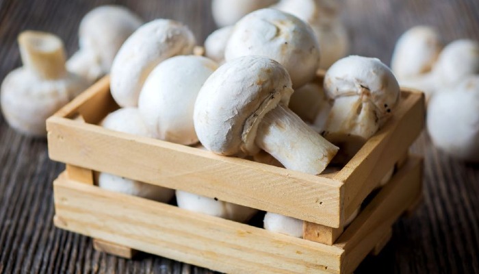 USU Extension Releases “A Beginner’s Guide to Growing Mushrooms at Home”
