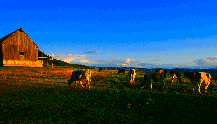 New Awards from the UDAF LeRay McAllister Working Farm and Ranch Fund Protect Over 5,500 Acres of Utah’s Agricultural Land