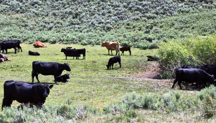 BLM seeks nominations for multiple advisory councils in Utah