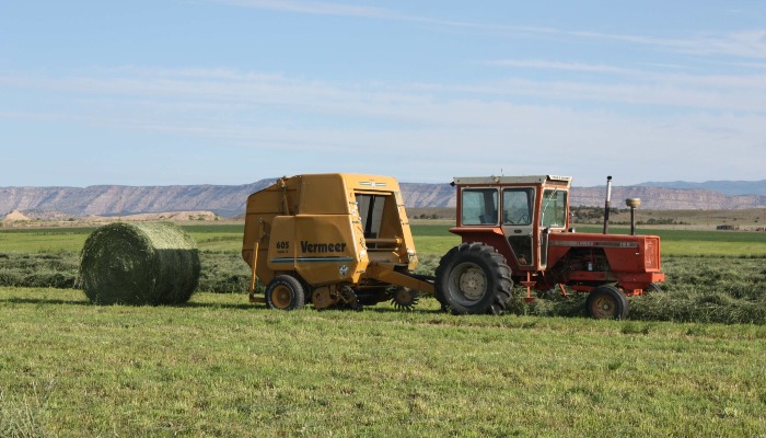 Alfalfa: From Field to Fork (Yes, You Do Eat It, You Just Don’t Know It)