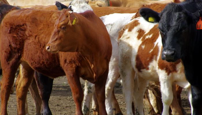 Low Inventory Leads to Uncertainty in Cattle Markets
