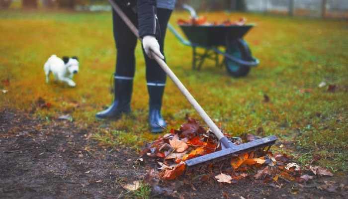 Ask an Expert - November Yard and Garden Tips