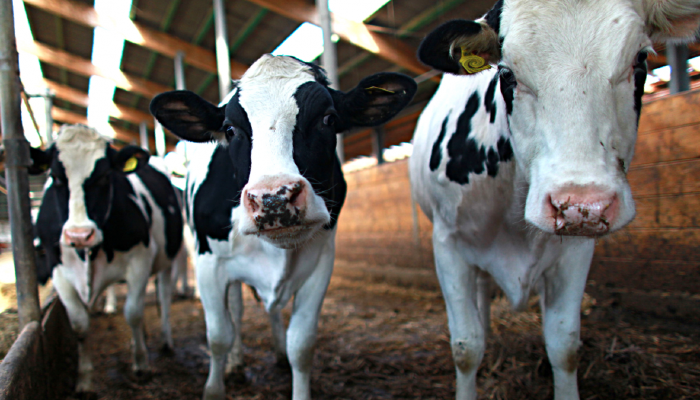 USDA Announces New Federal Order, Begins National Milk Testing Strategy to Address H5N1 in Dairy Herds