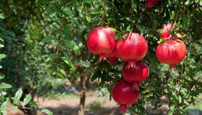 Pomegranates: Seasonal Fruits with Ancient Roots