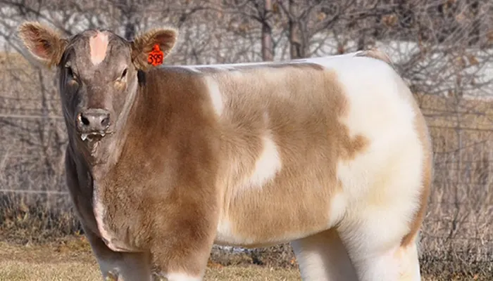 Fluffy Cows Explained: From Farm to Internet Fame