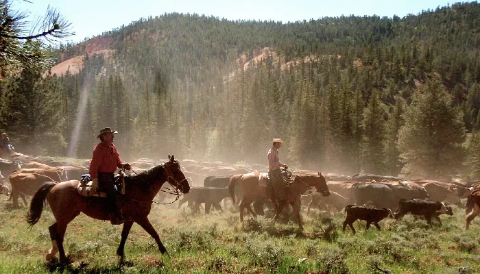 Upcoming Beef Reports will Paint Clearer Picture of Market Trends