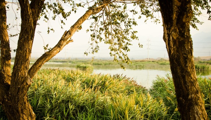 UDAF Announces 2025-26 Invasive Species Mitigation Preliminary Grant  