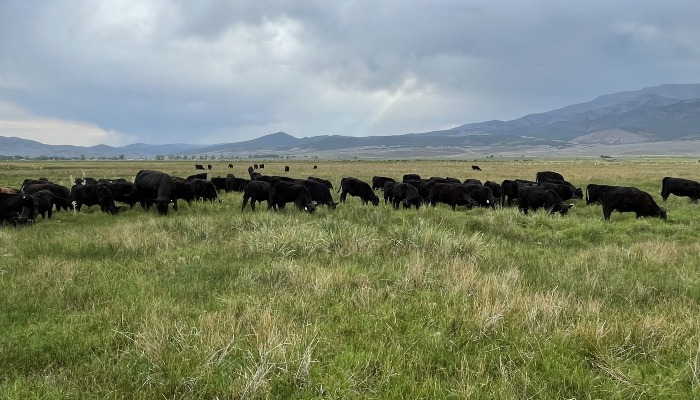 Utah Dept. of Ag Shares AgVIP Success Story in Piute County