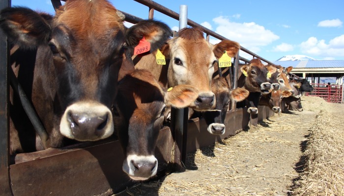 UDAF Announces $1 Million in Funding Available to Permanently Protect Utah’s Working Farms and Ranches