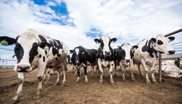 Dairy West Announces Washington Partnership and New CEO