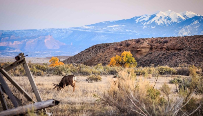 Want to help increase Utah's deer population? Bring your ideas to upcoming DWR meetings